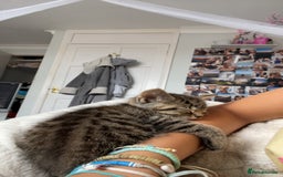 Mixed Breed cats for sale: 5 beautiful kittens ready to go! - Image 10