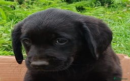 Goldador dogs for sale: Goldador Puppies  - Image 9