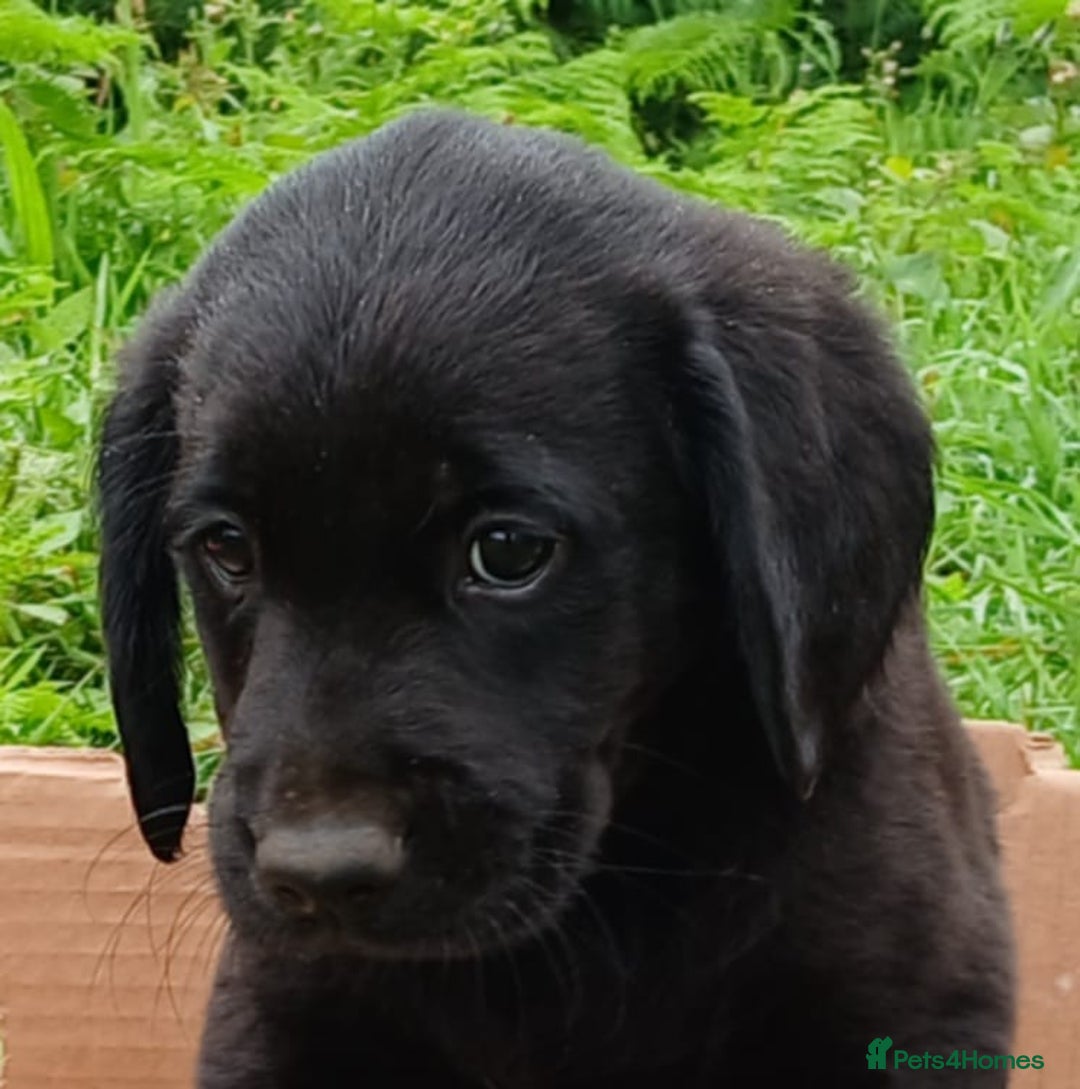 Goldador dogs for sale: Goldador Puppies  - Image 9