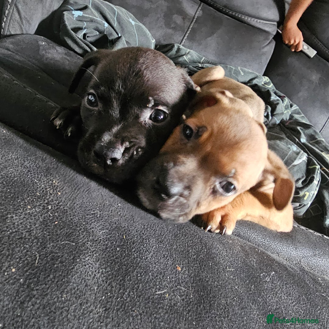 Mixed Breed dogs for sale: Accidental litter - Image 8