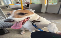 Mixed Breed dogs for sale: Brogan the Lurcher  - Image 2