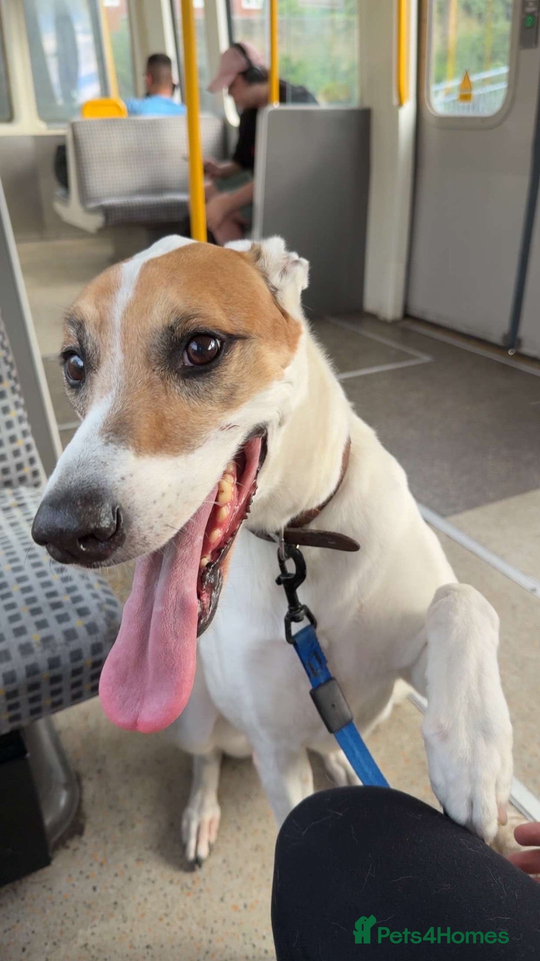 Mixed Breed dogs for sale: Brogan the Lurcher  - Image 2