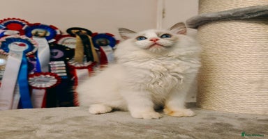 Ragdoll cats - Advert 16