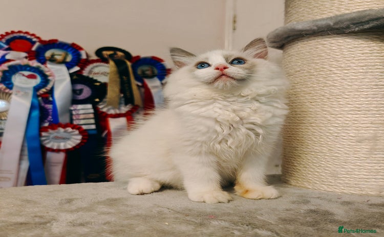 Ragdoll cats - Advert 1
