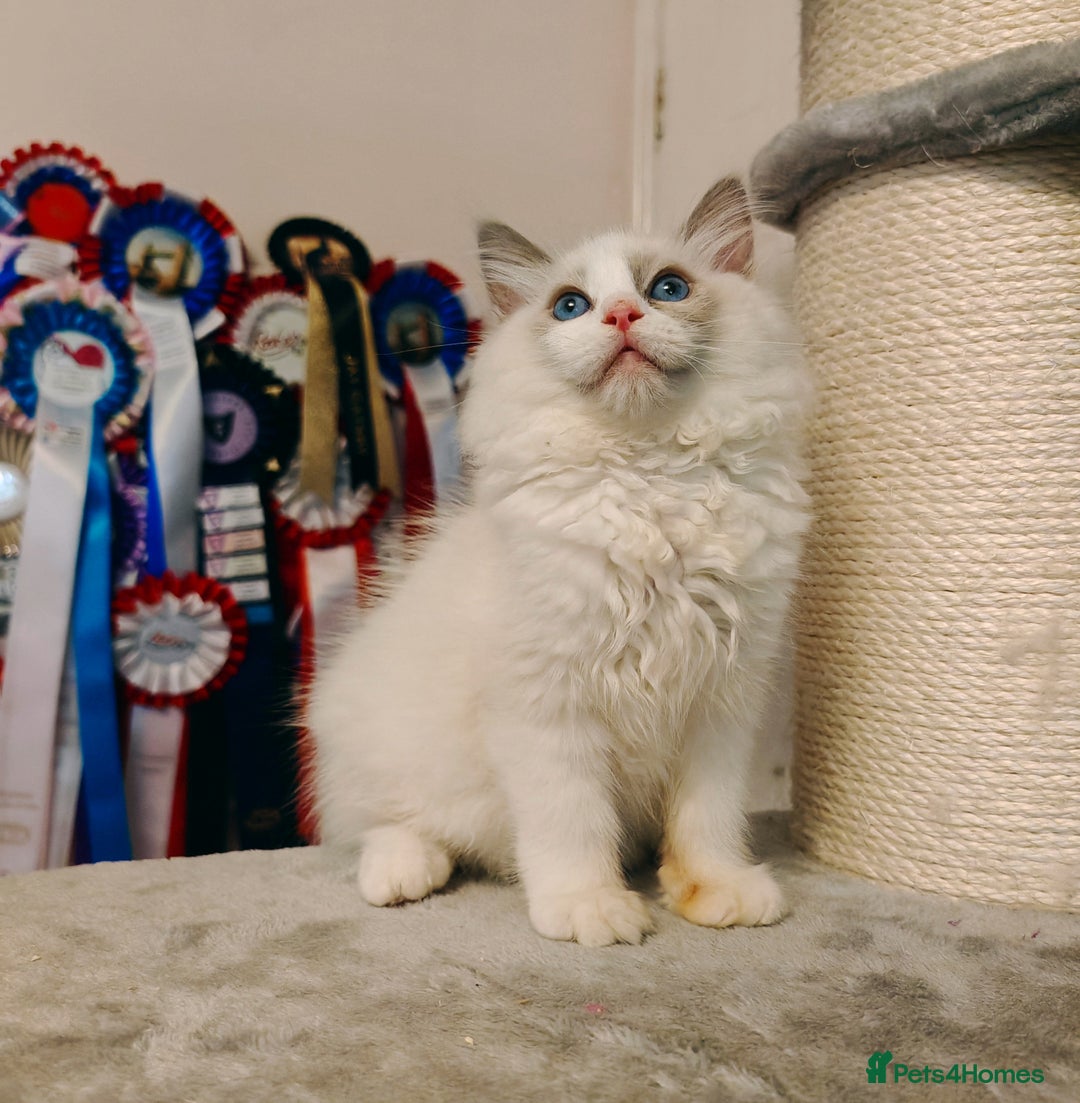 Ragdoll cats for sale: READY TO GO ❤️LAST BOY❤️ REGIONAL WINNER - Image 2