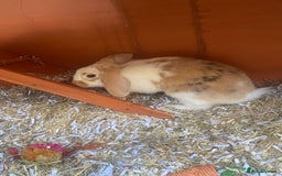 English Lop rabbits for sale:  rabbit plus hutch - Image 4