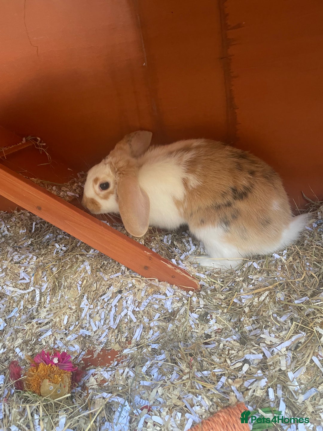 English Lop rabbits for sale:  rabbit plus hutch - Image 4
