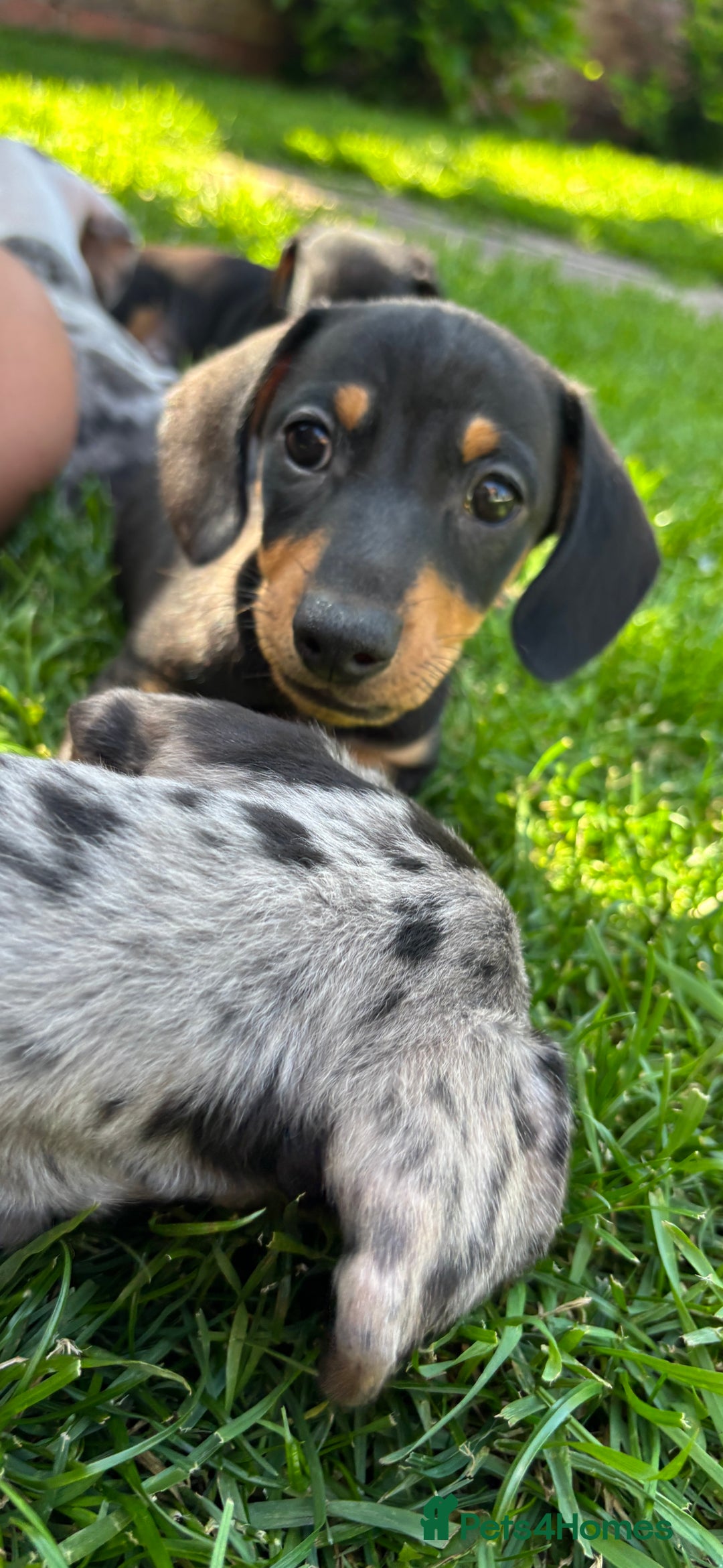 Miniature Dachshund dogs for sale: Blue/tan/dapple KC registered miniature dachshunds in Heywood - Image 28