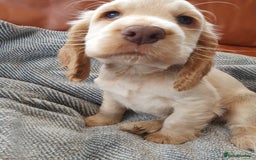 Cocker Spaniel dogs for sale: Cocker Spaniel Puppies - Image 7