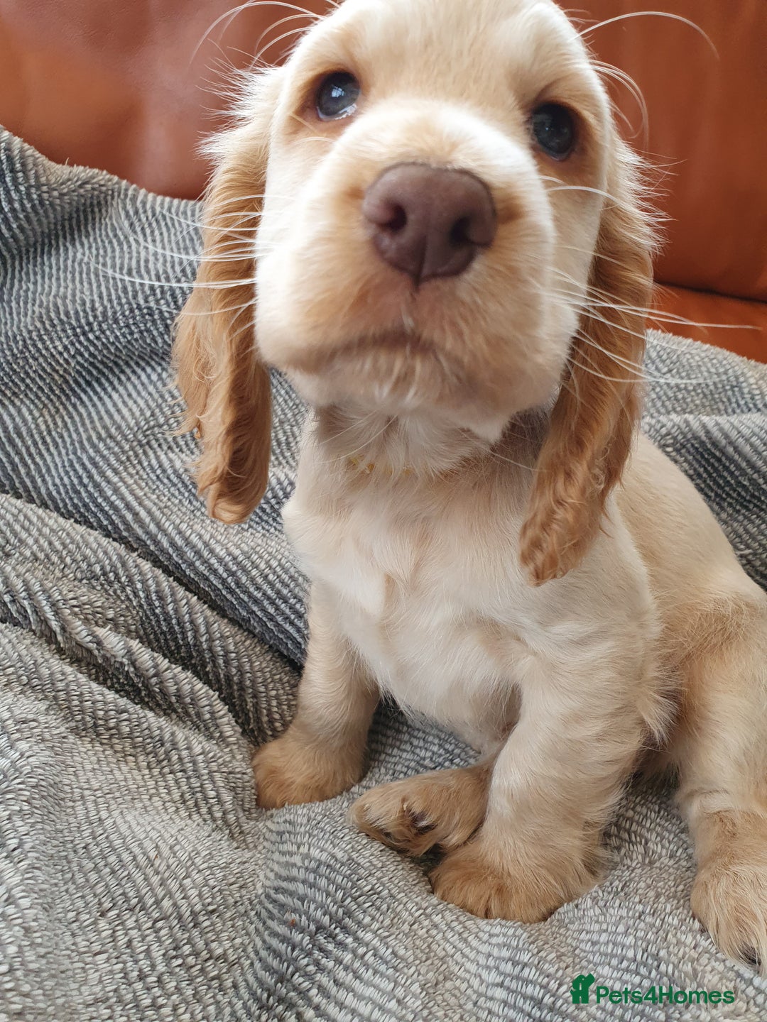 Cocker Spaniel dogs for sale: Cocker Spaniel Puppies - Image 7