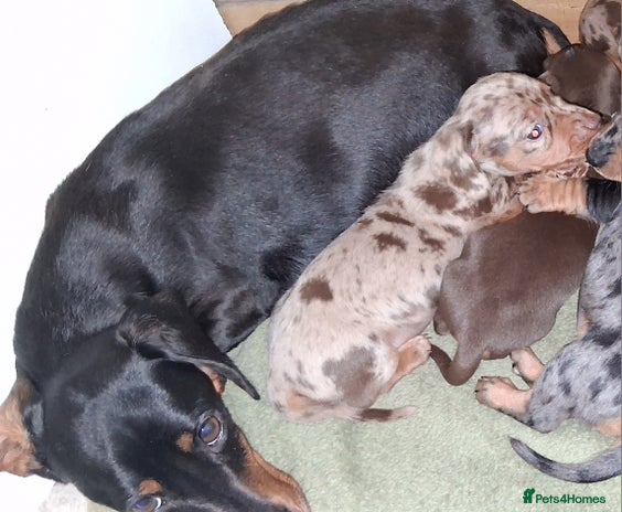 Miniature Dachshund dogs MINIATURE DASCHUND BOYS - Advert 3