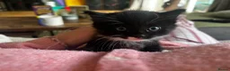 Mixed Breed cats for sale: 2 beautiful kittens  - Advert 3