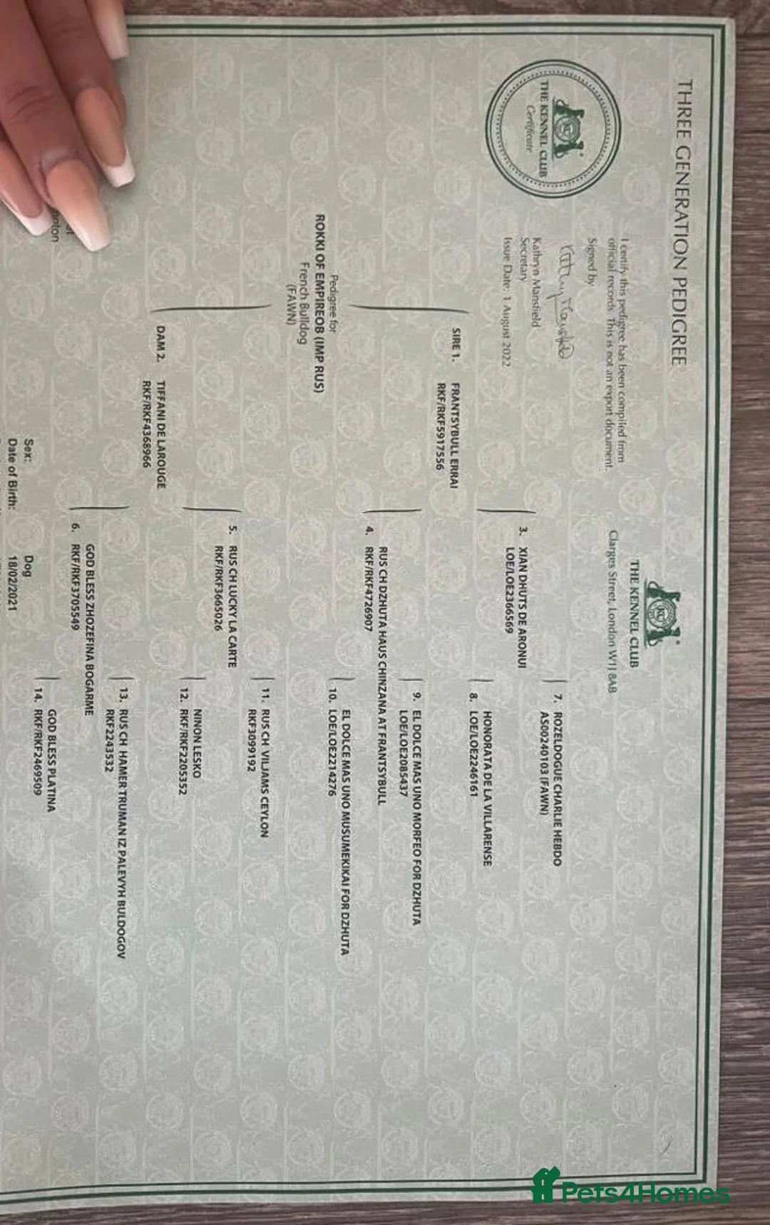 French Bulldog dogs for stud: 💥3x Ch Rocky of Empire OB UK💥FBCE Silver Tested in Doncaster - Advert 30