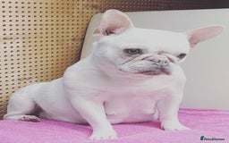 French Bulldog dogs for sale: Lilac puppy boy micro lines  - Image 7