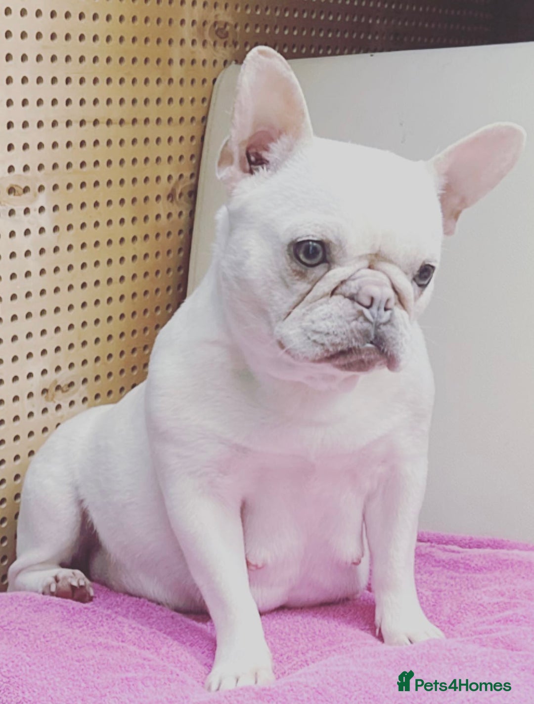 French Bulldog dogs for sale: Lilac puppy boy micro lines  - Image 7