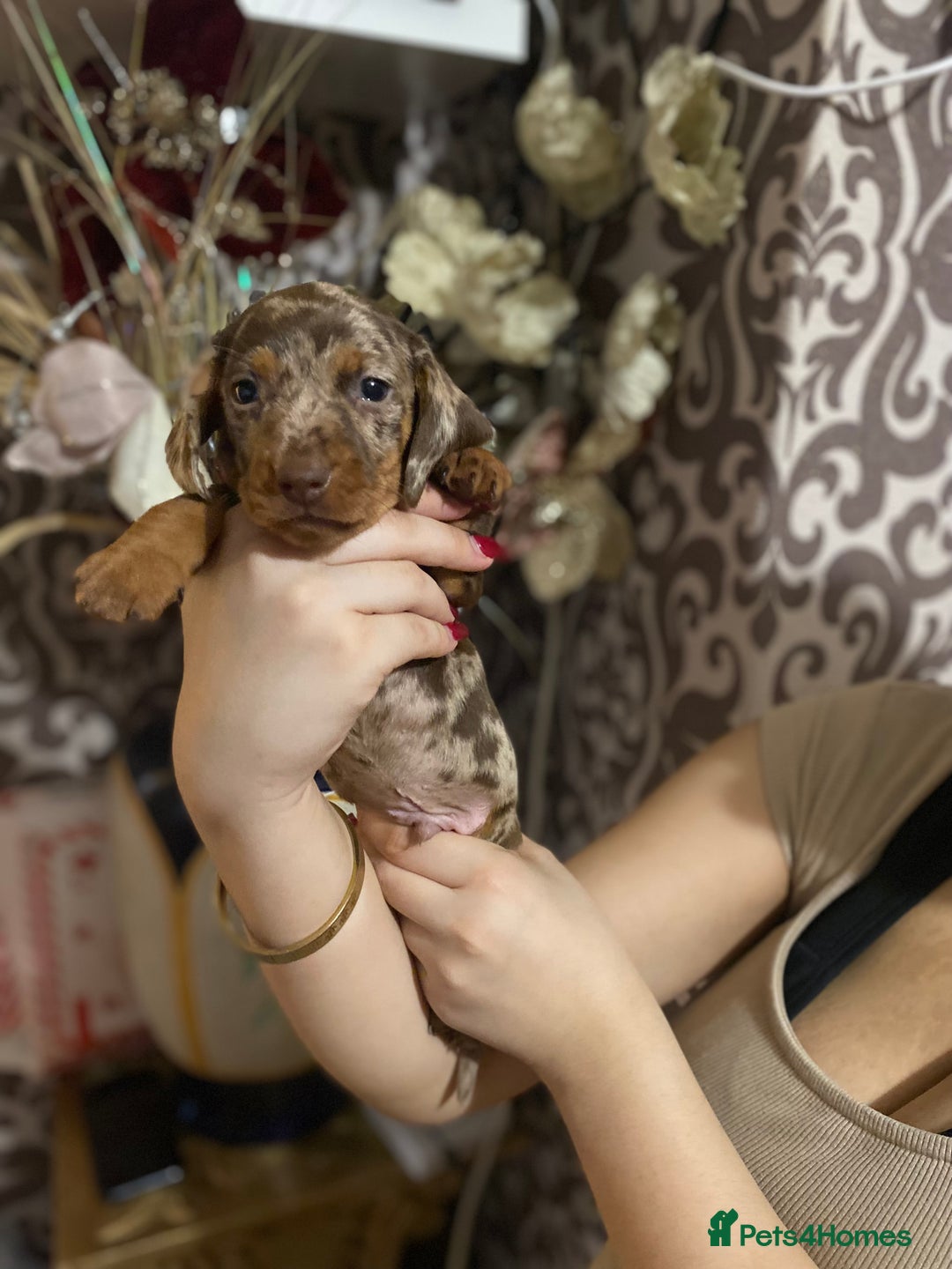 Dachshund dogs for sale: Gorgeous Dachshunds available  - Advert 9