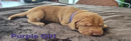 Hungarian Vizsla dogs for sale: Hungarian Wirehaired Vizsla - Advert 11