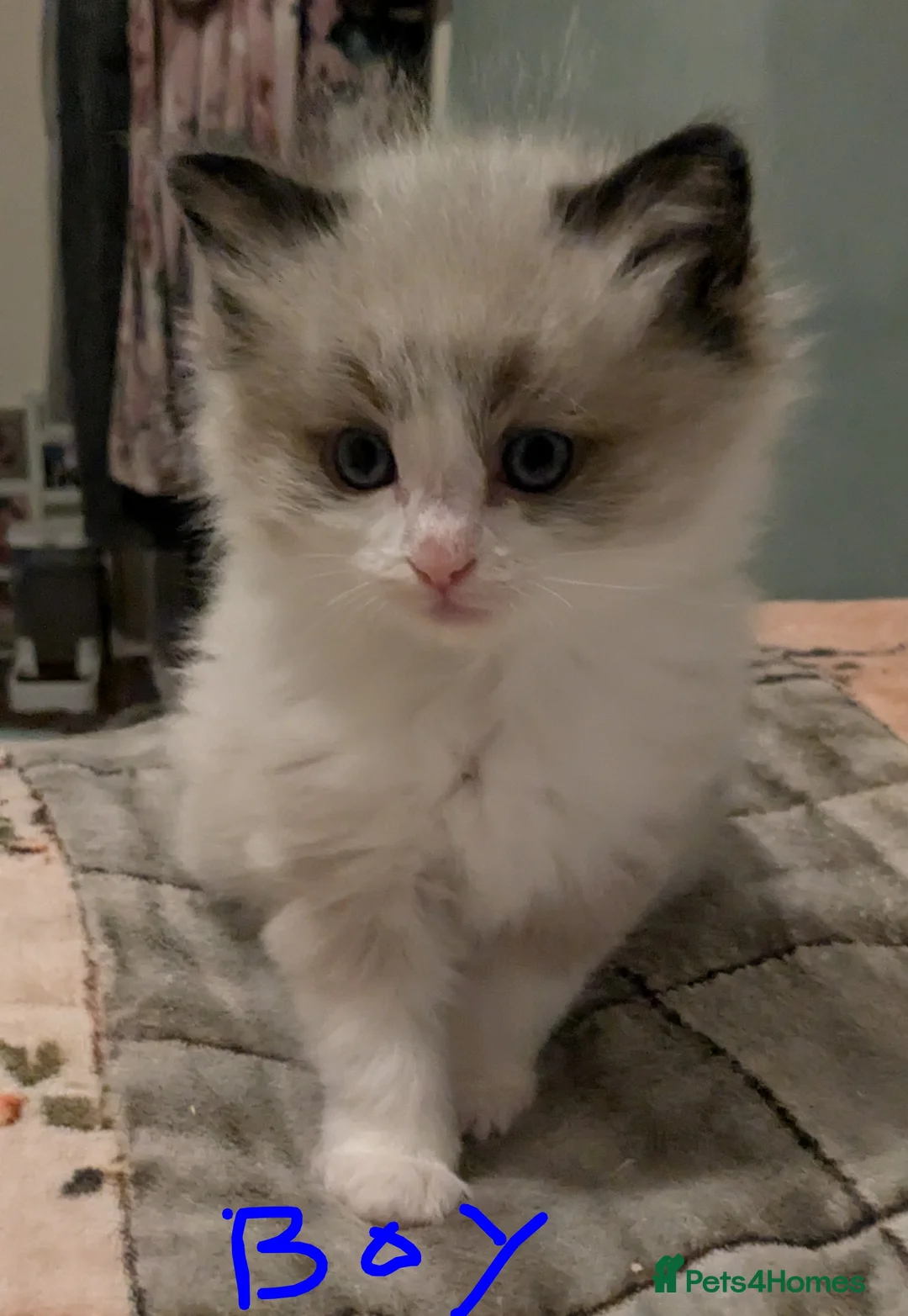 Ragdoll cats for sale: 7 Pure Ragdoll kittens  - Advert 1