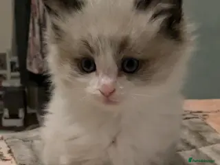 Ragdoll cats 7 Pure Ragdoll kittens - Advert 8