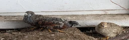 Mixed Breed birds for sale: 9 Button Quail – Males and Females – North Hants - Advert 5