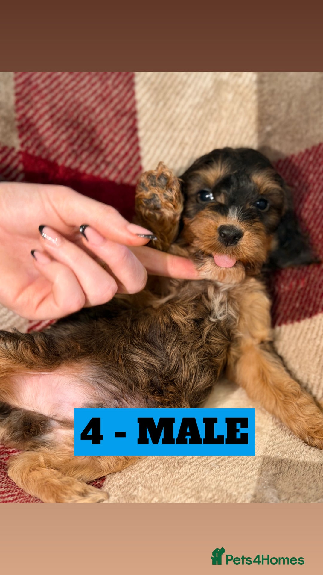 Cockapoo dogs for sale: BEAUTIFUL F2 COCKAPOO PUPPIES - 4 BOYS AND 4 GIRLS - Advert 34