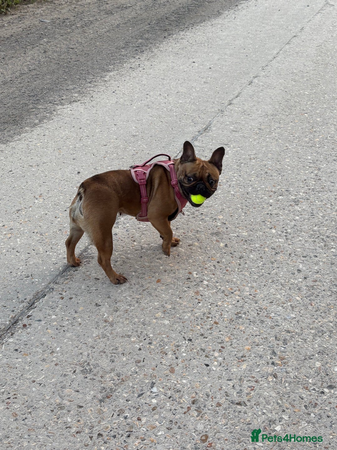 French Bulldog dogs for sale: 2 year old frenchie  - Advert 4