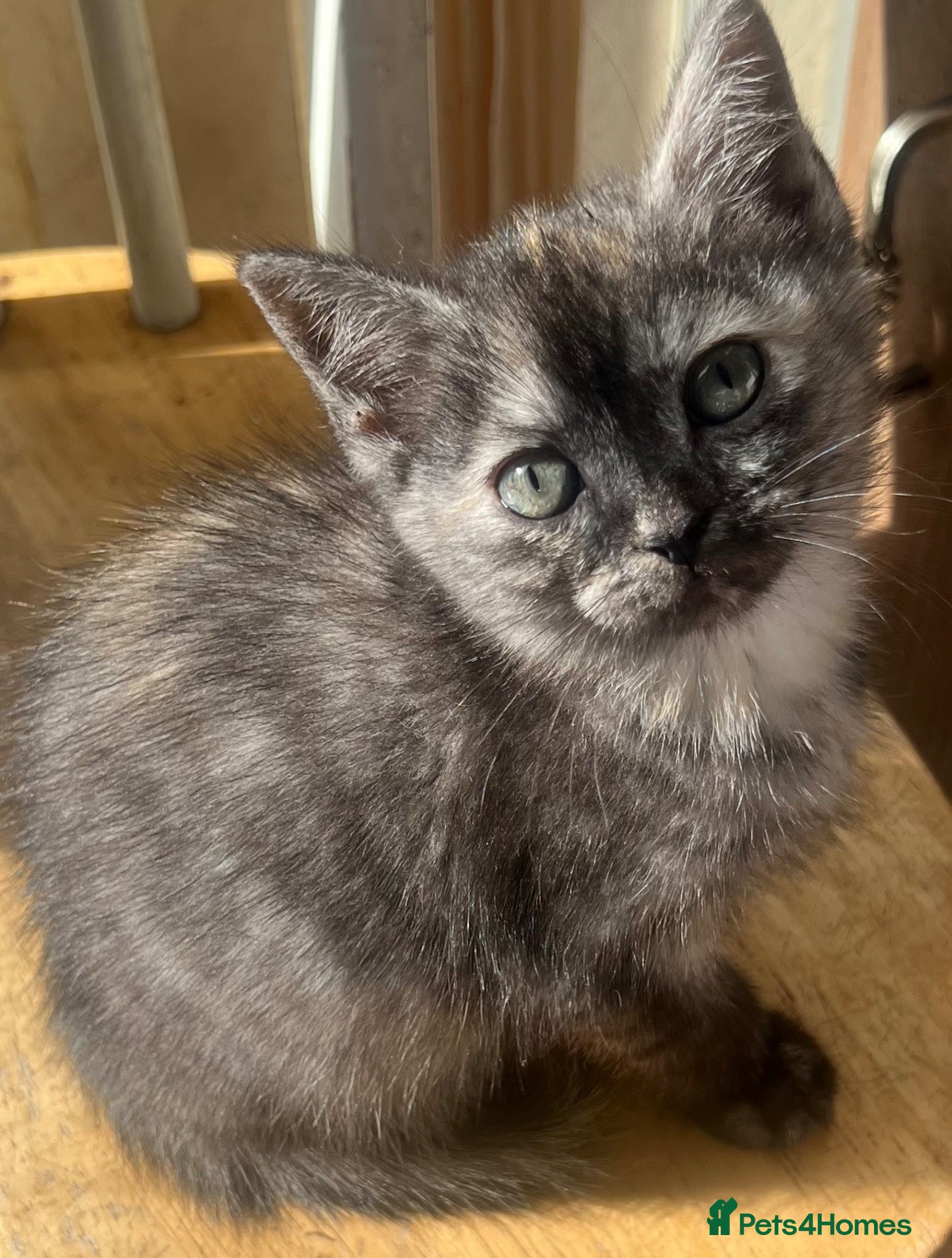 Mixed Breed cats 5 lovely kittens for sale  - Advert 2