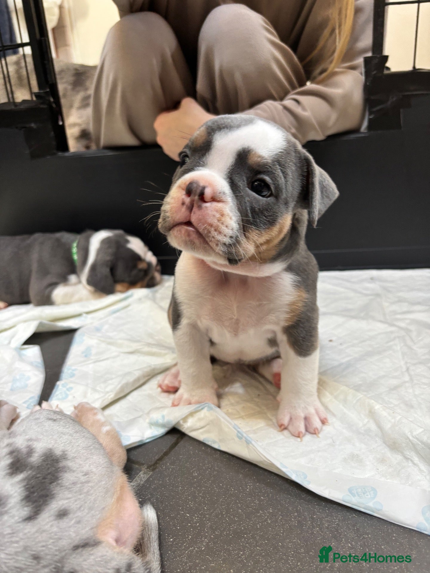 Olde English Bulldogge dogs Last gorgeous 2 pups  - Advert 2