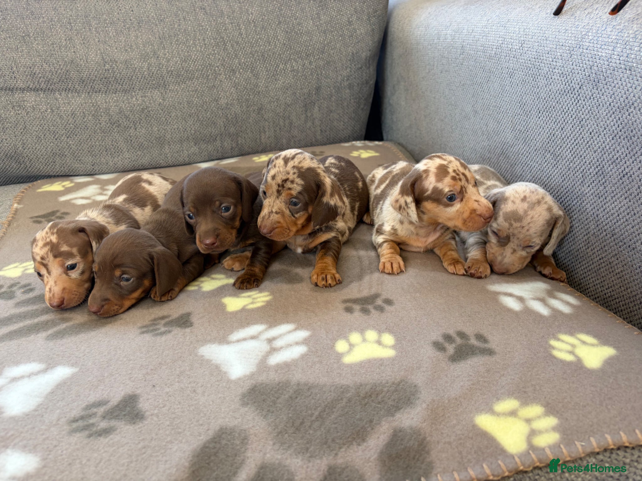 Miniature Dachshund dogs ⭐️Beautiful Miniature Dachshunds🐾🐾 - Advert 10