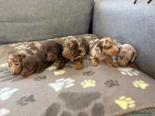 Miniature Dachshund dogs ⭐️Beautiful Miniature Dachshunds🐾🐾 - Advert 10