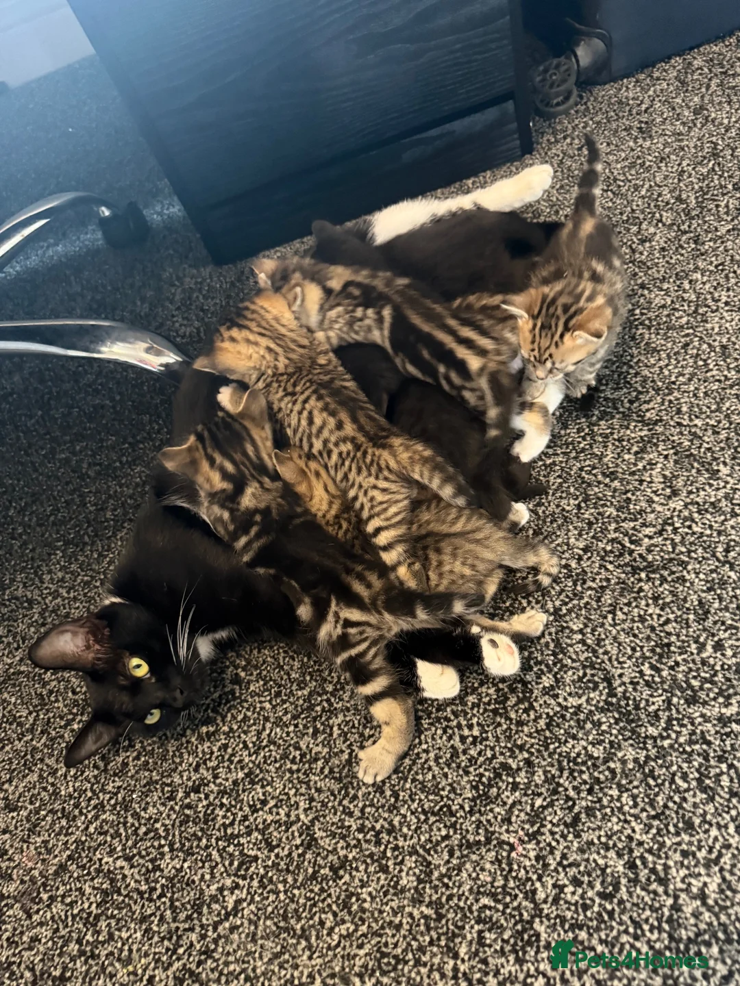 Mixed Breed cats for sale: Lovely Kittens for Sale in Trimdon Station - Advert 11