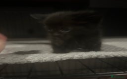 Mixed Breed cats for sale: black kittens ready to leave  - Image 2