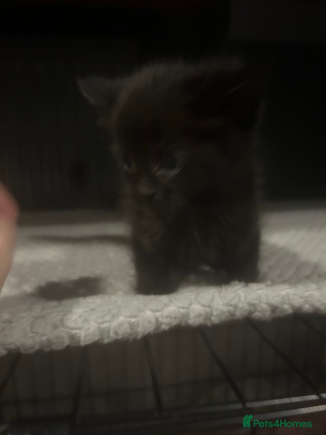 Mixed Breed cats for sale: black kittens ready to leave  - Image 2