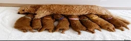 Cockapoo dogs for sale: F1b cockapoos ,4 boys and 4 girls  - Advert 2