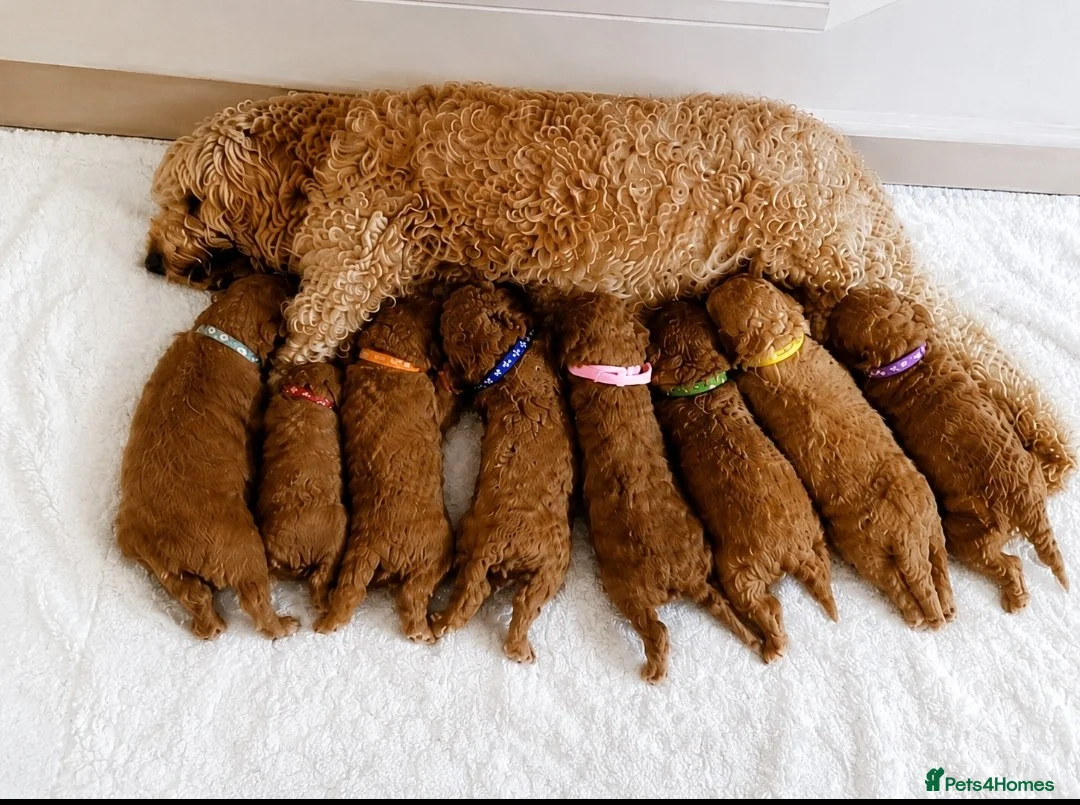 Cockapoo dogs for sale: F1b cockapoos ,4 boys and 4 girls  - Advert 2