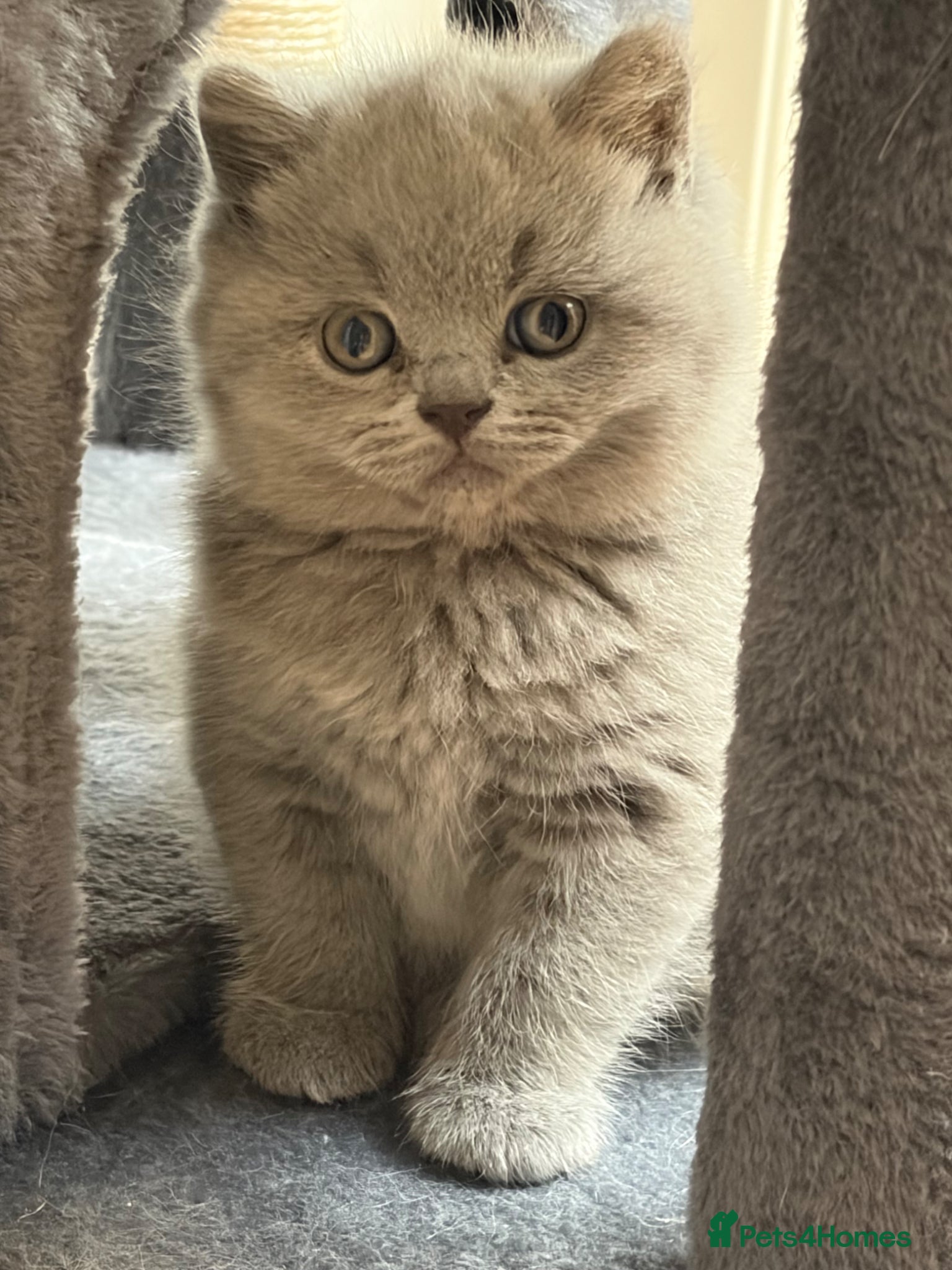 British Shorthair cats £950 Quality GCCF Pure Pedigree British Shorthair - Advert 1