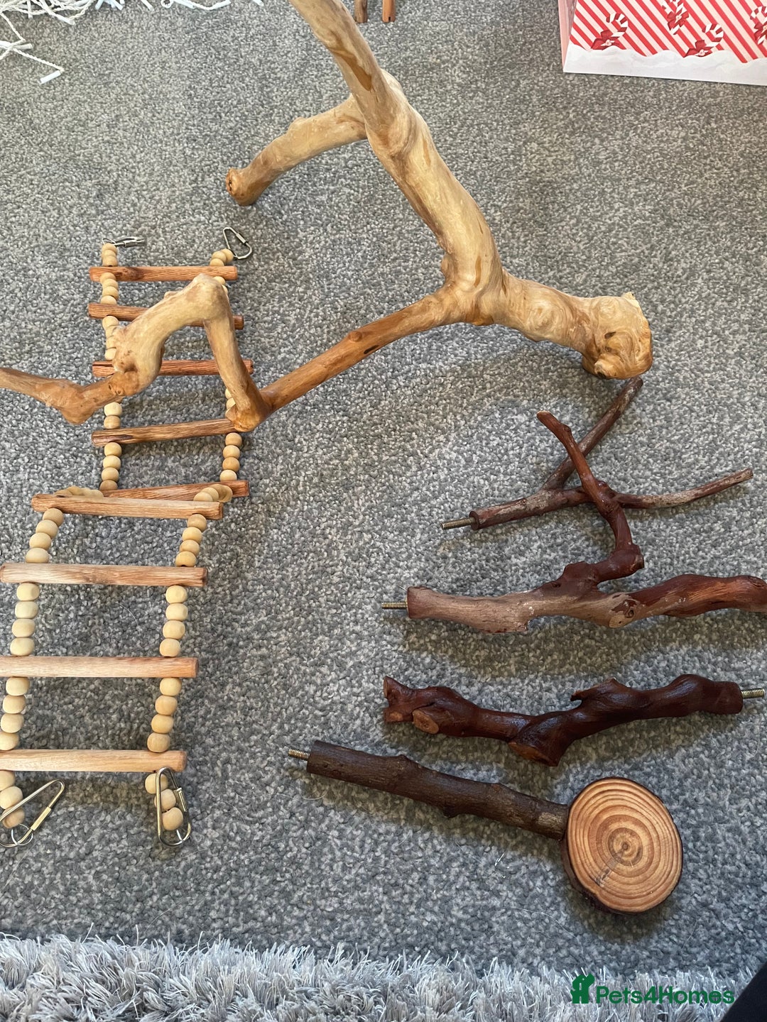 Budgerigars birds for sale: Budgies - Advert 4