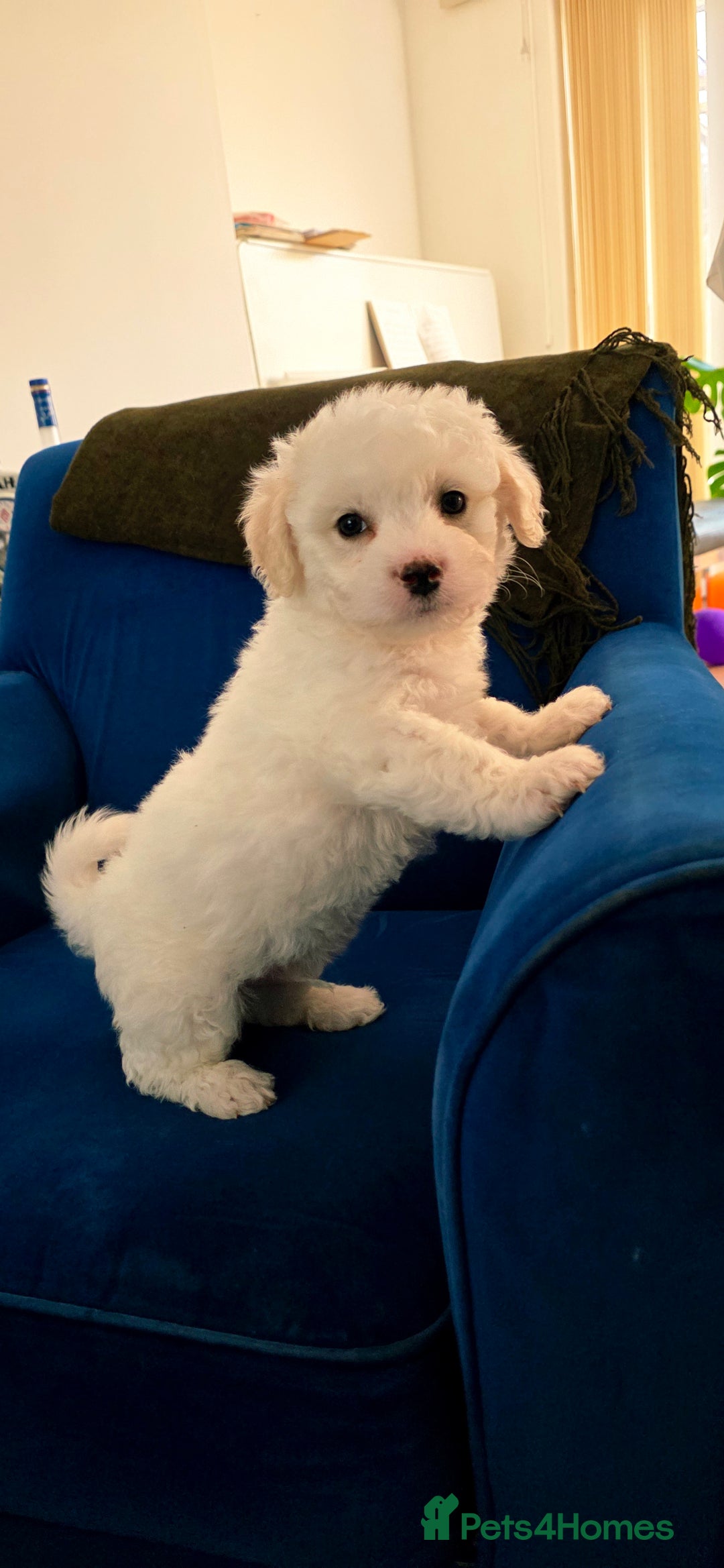 Shichon dogs for sale: Shichon puppies  - Image 1