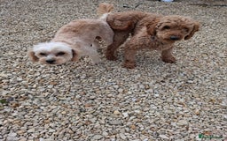 Mixed Breed dogs for sale: Cavapoo puppies  - Image 8