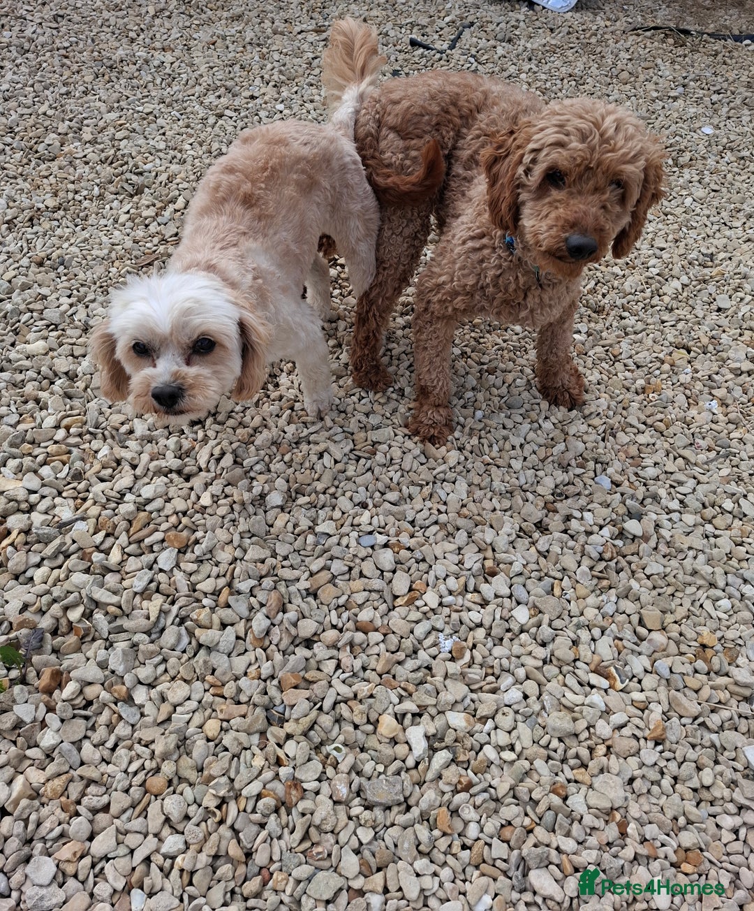 Mixed Breed dogs for sale: Cavapoo puppies  - Image 8
