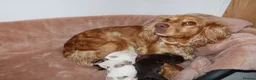 Cocker Spaniel dogs for sale: Adorable cocker spaniel puppies  - Advert 6