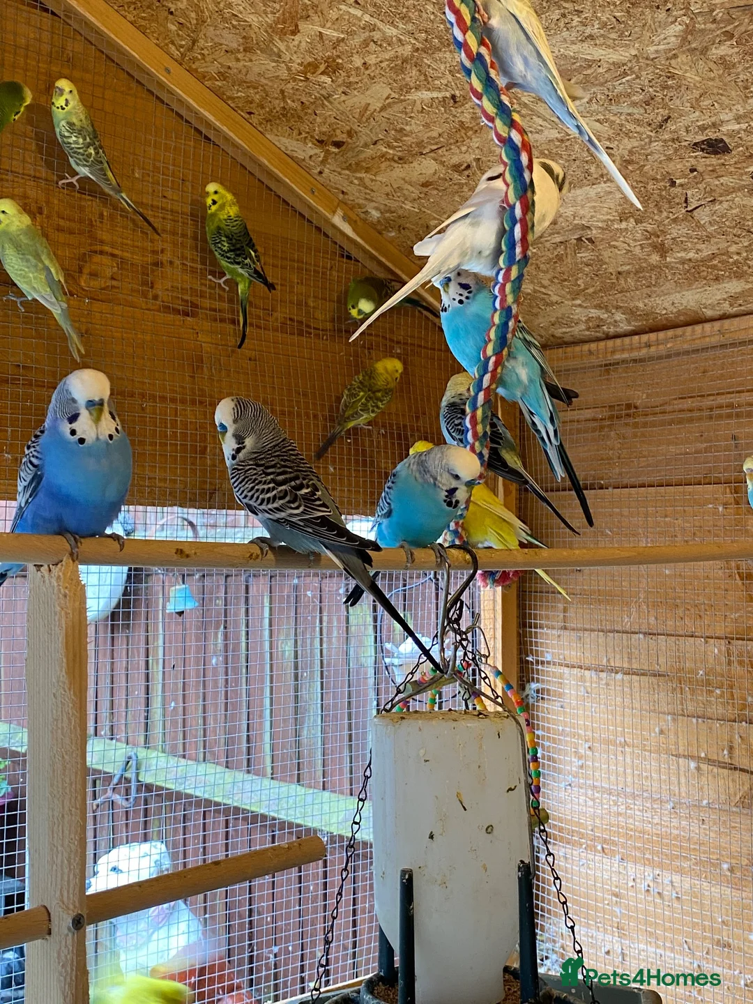 Budgerigars birds for sale: Young budgies  in Erith - Advert 4