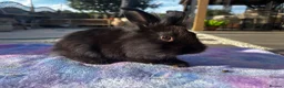 Mixed Breed rabbits for sale: Beautiful Baby Bunnies Ready for Forever Homes - Advert 4