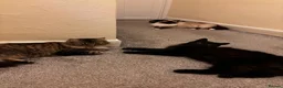 British Longhair cats for sale: Pablo - The Hunter  - Advert 3