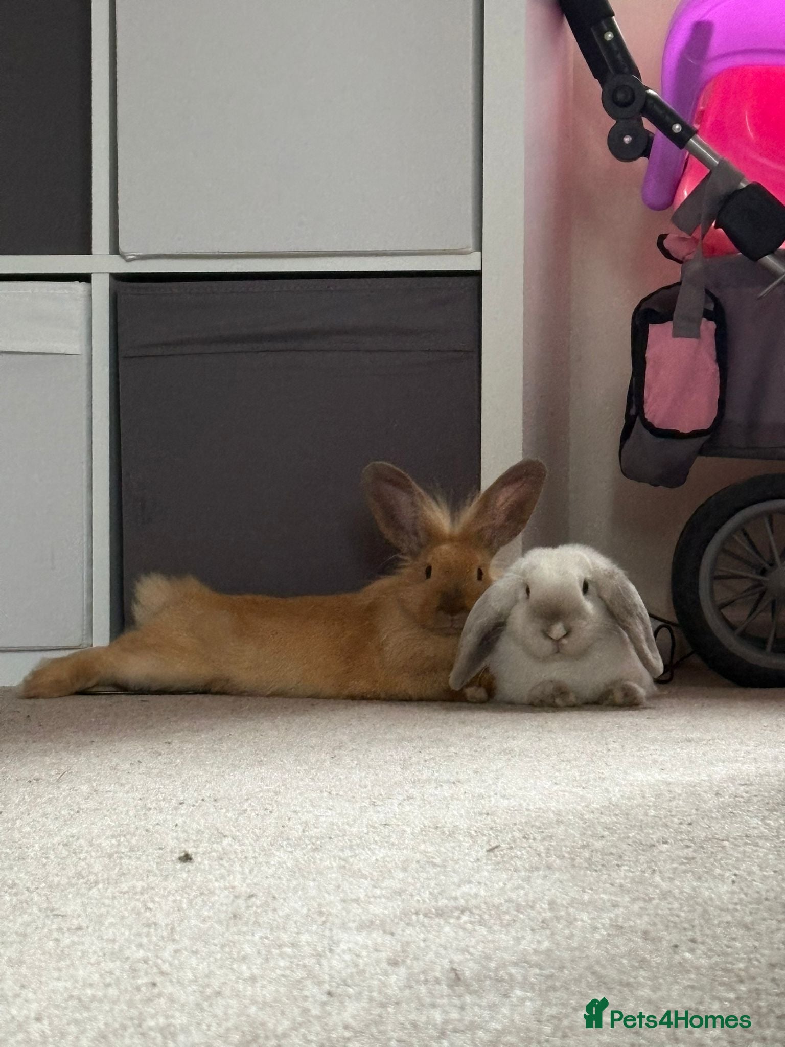 Mixed Breed rabbits 2x 6 month old female rabbits for sale - Advert 1