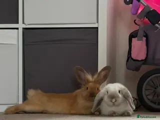 Mixed Breed rabbits 2x 6 month old female rabbits for sale - Advert 1