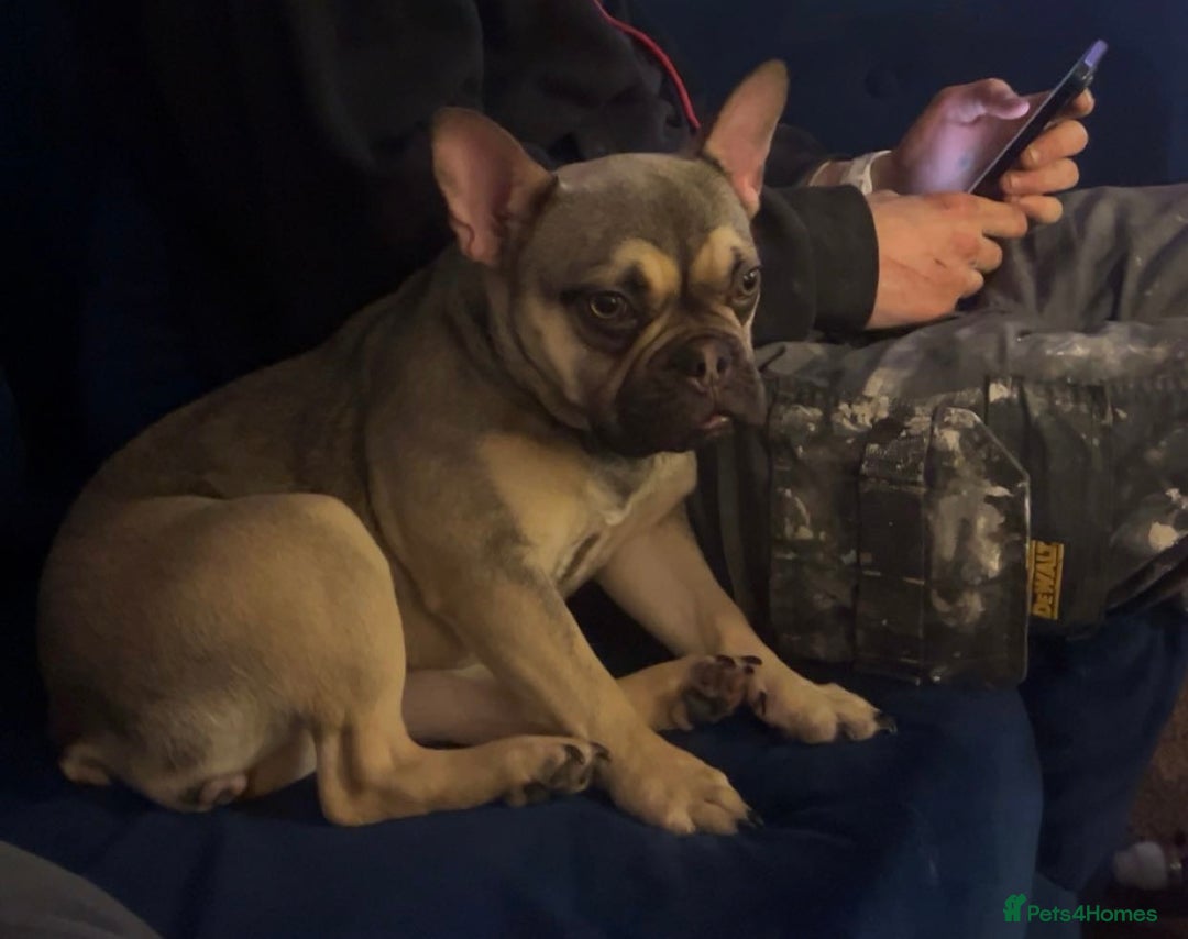 French Bulldog dogs for sale: 1 Year Old Female Frenchie - Image 2