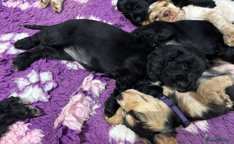 Cocker Spaniel dogs - Advert 10