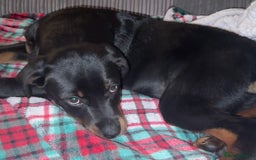 Rottweiler dogs for sale: Rottweiler puppy born 12th June 2025 - Image 5