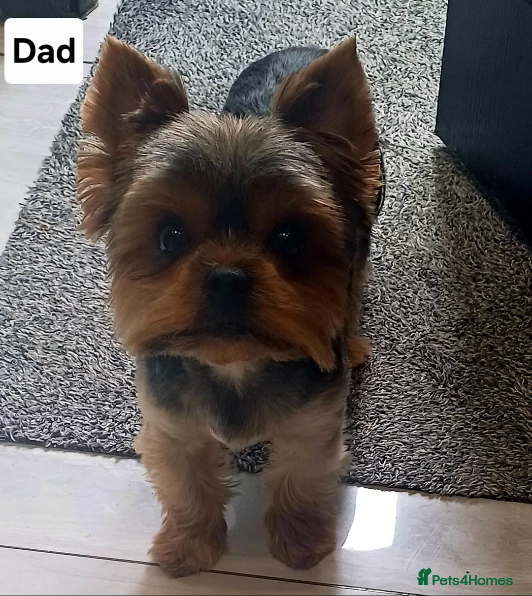 Yorkshire Terrier dogs for sale: Two boys - Advert 2